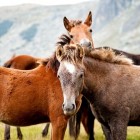 Paardenspellen, online en automatisch
