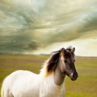 'Horsenalities': karakter van het extraverte paard